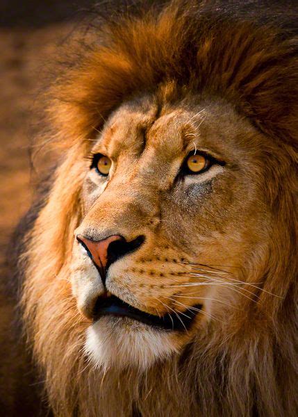 Lion Portrait By Dave Wright Via 500px It Looks Like He Knows How