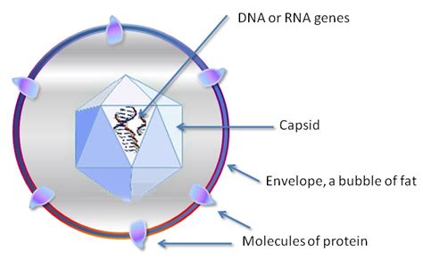 What Is The Difference Between Virus And Viroids Pediaacom