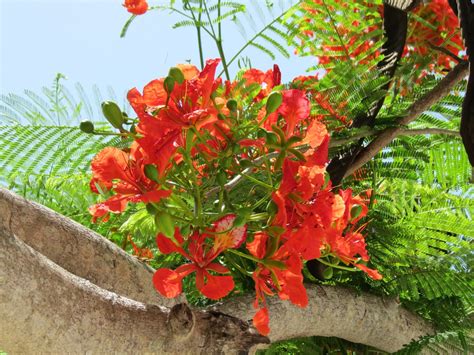 Our Nature The Royal Poinciana Is The Flame Tree