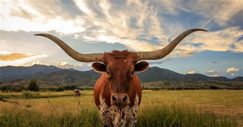 Biggest Ranches In The World Largest Ranch In Texas And Globally