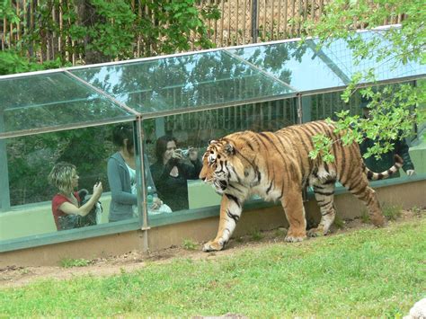 Zoo De France Top 5 Des Plus Beaux Parcs Animaliers Détours En France