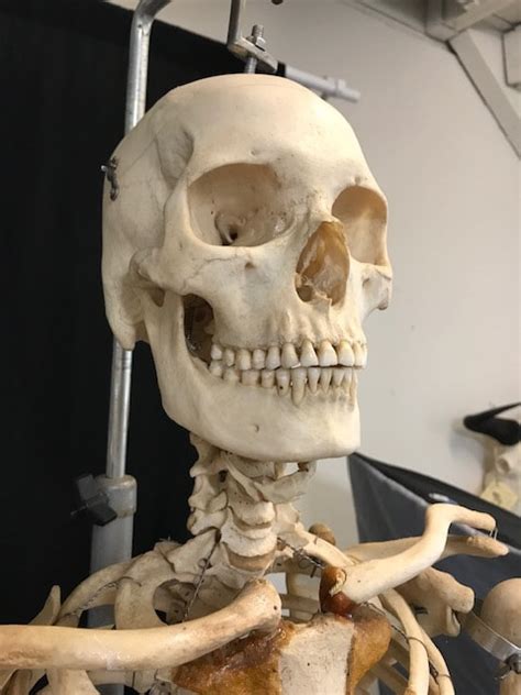 Real Articulated Human Skeleton for Sale - The Bone Room