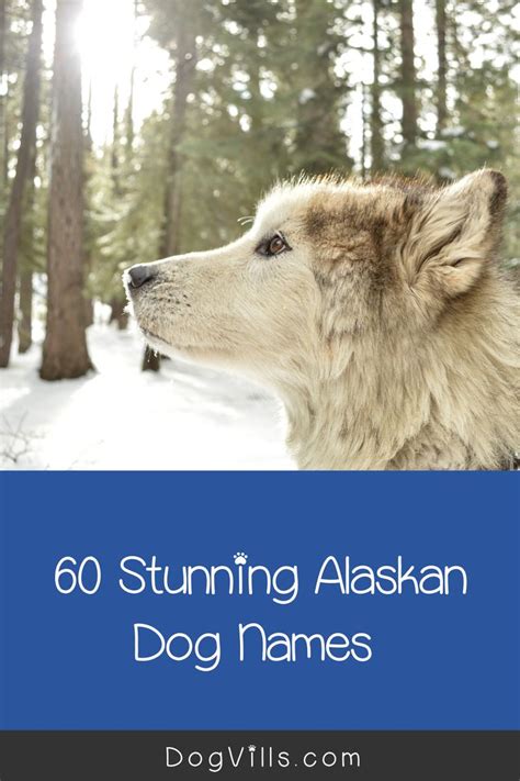 60 Stunning Alaskan Dog Names For Male Female Pups Dogvills In 2020