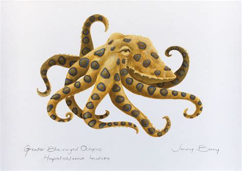 Blue Ringed Octopus Scientific Illustration By Jenny Berry In 2023