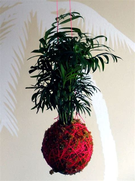 Tropical Hanging Plants By Mister Moss This Island Life