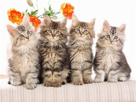 Cute Cats Group Of 4 Cats 800x600 Wallpaper