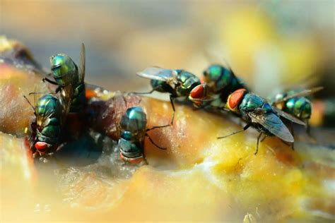 8 Common Places Where Flies Lay Eggs Insects Planet
