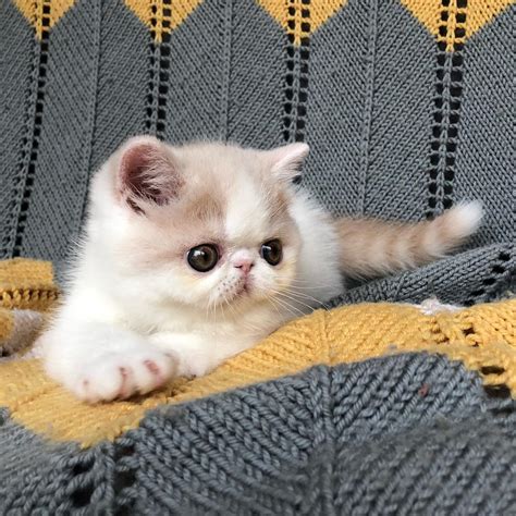Cute Exotic Shorthair Cats Page 9 Of 10 Howlifestyles
