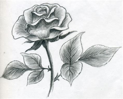 Shaded Flower Drawing At Explore Collection Of