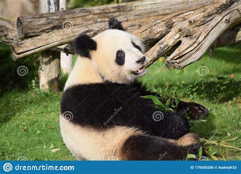 Baby Giant Panda Smile At Me Beauval Zoo Stock Photo Image Of Beauval