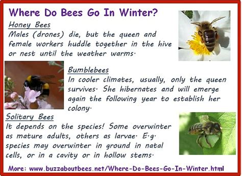 Where Do Bees Go In Winter