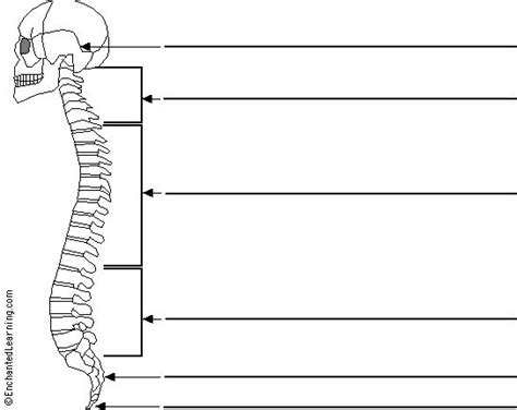 Spine To Label Science ~ Human Anatomy Pinterest Language In