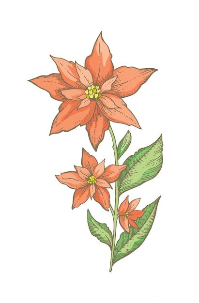 Premium Vector Christmas Poinsettia Flower Branch Hand Drawn Sketch