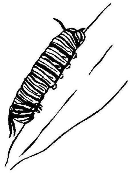 Monarch Caterpillar Coloring Page Coloring Page Book