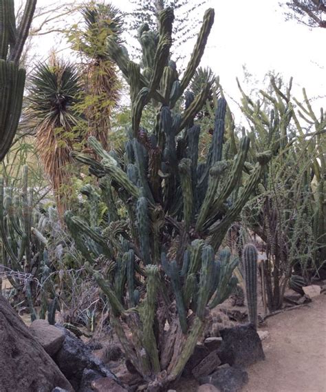 I am hoping to connect to other cactus and succulent lovers, that we may learn from each other's experiences, while i share mine… over a cup of coffee! flora & fauna | Spirit Wind Joshua Tree