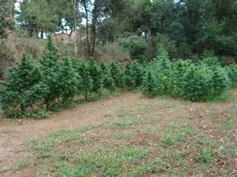 La Culture De Cannabis En Pleine Terre Blog Du Growshop Alchimia