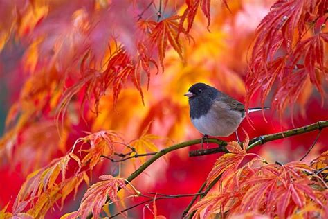 Pin By Robbie Peel On Autumn Forest Autumn Animals Beautiful Birds Bird