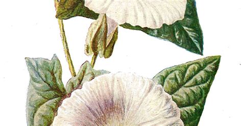 Antique Images Vintage Digital Wildflower Botanical Clip Art Of Flower