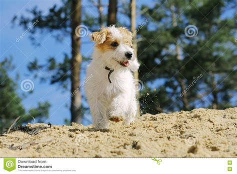 Small Funny Smiling Puppy Playing Outdoors Stock Image Image Of