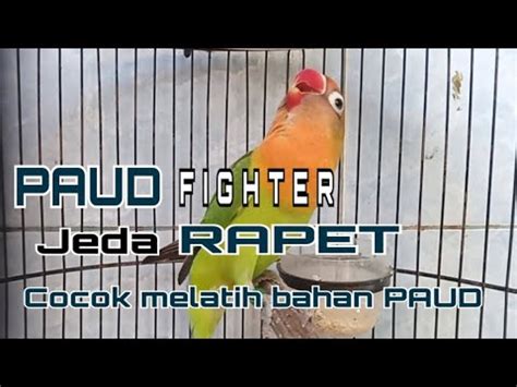 Suara Pancingan Lovebird Paud Fighter Ini Sangat Cocok Buat Melatih