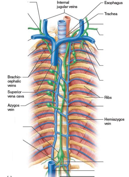 Major Veins In The Superior Thorax Showing Entry Points Of The Thoracic