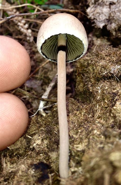 Id Request Oklahoma Mushroom Hunting And Identification Shroomery