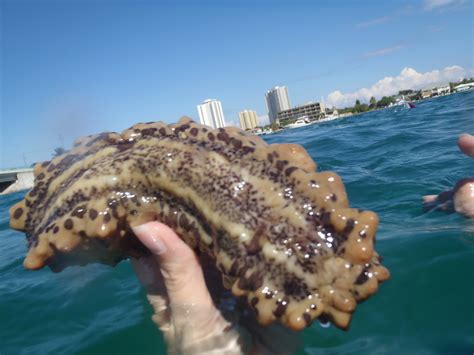 Like all other echinoderms, this sea cucumber also has an endoskeleton just under its skin. Sea Cucumber | Sea cucumbers are regulated as marine life ...
