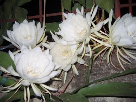 Bật Mí Hoa Quỳnh Loài Hoa Chỉ Nở Vào Ban đêm Flowerfarmvn Shophoa