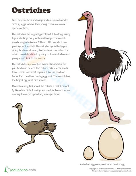 Facts About Ostrich Worksheet
