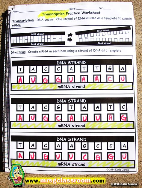 03 transcribe and translate a gene 1 from image.slidesharecdn.com initiation the first step of transcription to form mrna involves rna polymerase ii binding to a promoter region just upstream of the gene that is to be transcribed. Trna And Mrna Transcription Worksheet With Answer Key ...