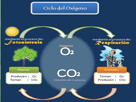 Ciclo Del Oxígeno Ciclos Biogeoquímicos