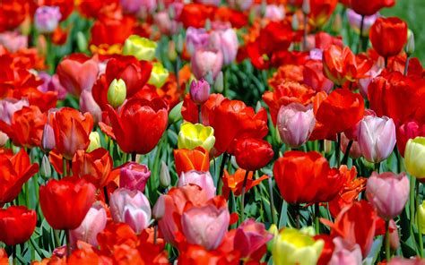 Sold Flowers Tulips Flowers With Red Yellow And Pink Color Desktop