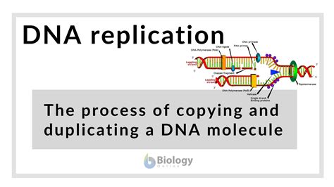 Dna Replication Definition And Examples Biology Online Dictionary