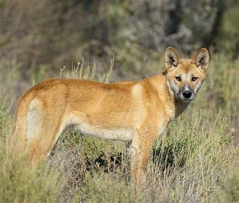 Dog Breeds That Look Like Dingo Facts About Dingo Zooawesome