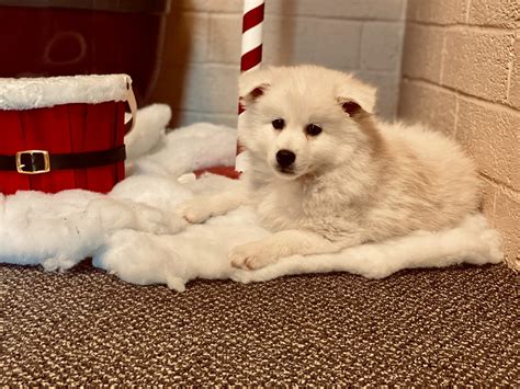 Pomsky Puppies For Sale | Pittsburgh, PA #325339 | Petzlover