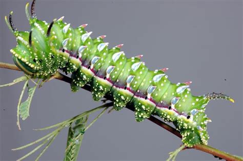 Before And After Photos Of Caterpillars Becoming Butterflies 38 Pics