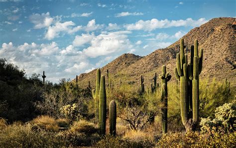 A Spring Day In The Desert Photograph By Saija Lehtonen Fine Art America