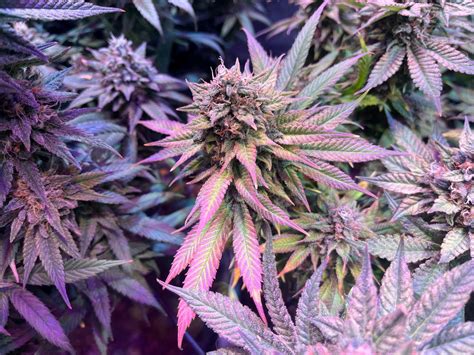 Pink Lemonade - 34 Street Seed Co