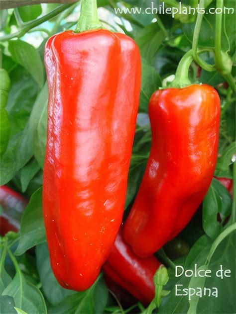 Dolce De Espana Live Chilepepper Plant