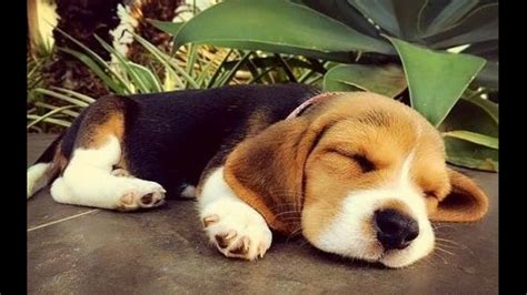 Funny And Cute Beagle Puppies Compilation 3 Cutest