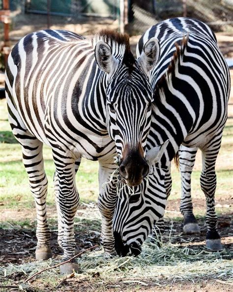 Two Zebras From Safari West Make Debut At The Oakland Zoo Now Part Of Herd