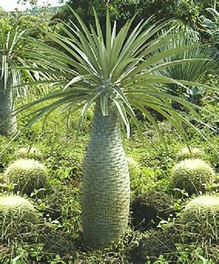 Pachypodium Geayi Madagascar Palm Rare Succulents Caudex Cacti Seed