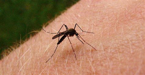 Swarms Of Mosquitoes Plague Wisconsin Residents This Summer Wisconsin