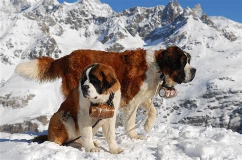 The St Bernard Is A Breed Of Very Large Working Dog From The Italian