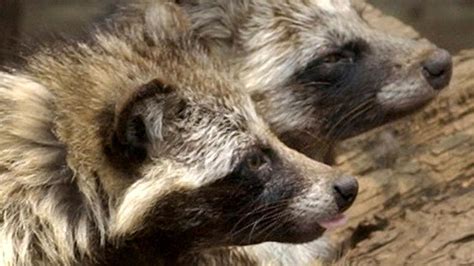 New Covid Origins Data Point To Raccoon Dogs In China Market