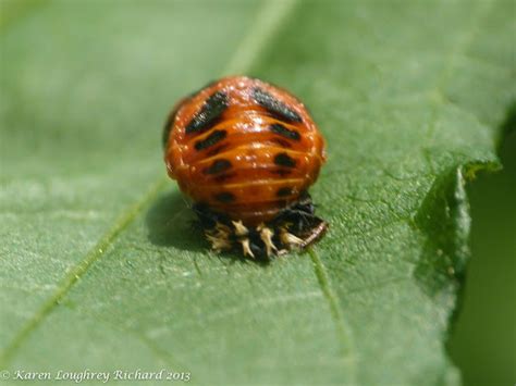 Lady Beetle Pupae Project Noah