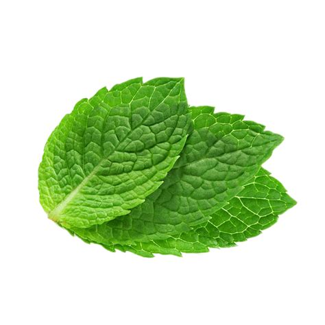 Peppermint Plant Transparent Background Png Play