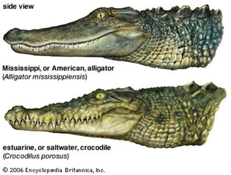 Interview With Alligator Differences Between Alligators And