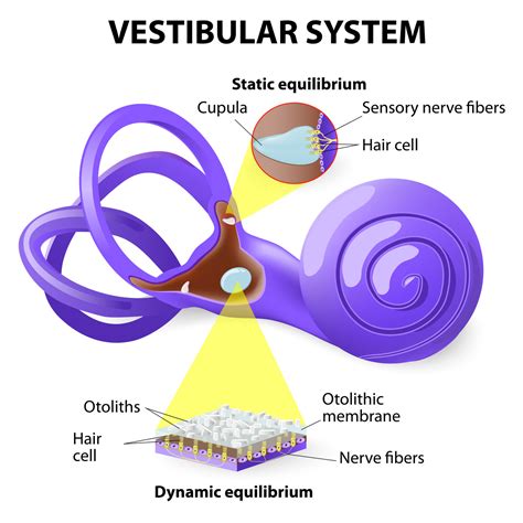 Vestibular Rehabilitation