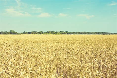 Wheat Field Vintage Look Free Stock Photo Public Domain Pictures